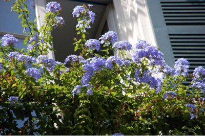 PLUMBAGO capensis