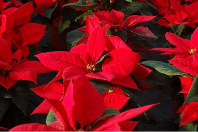 POINSETTIA