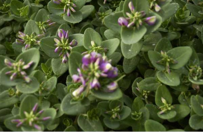 POLYGALA compact