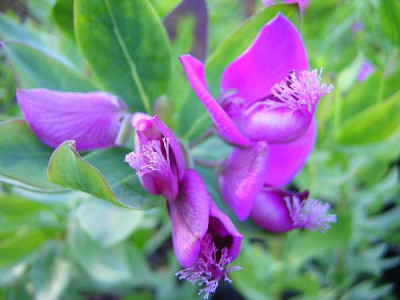 POLYGALA myrtifolia