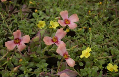 PORTULACA  Triomio mix