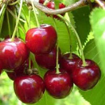 PRUNUS cerasus Geant d'hedelfingen