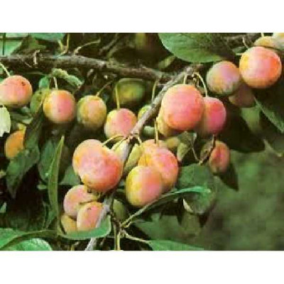 PRUNUS domestica Mirabelle de metz