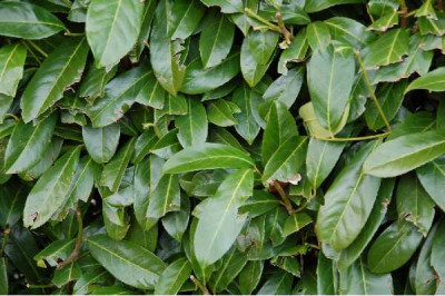 PRUNUS laurocerasus Caucasica
