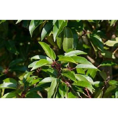 PRUNUS lusitanica Angustifolia