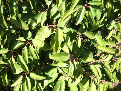 PRUNUS lusitanica