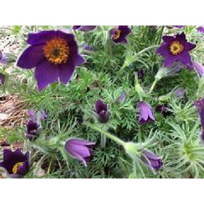 PULSATILLA  Vulgaris