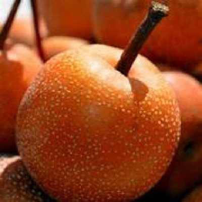 PYRUS pyrifolia Communis nashi shinseiki