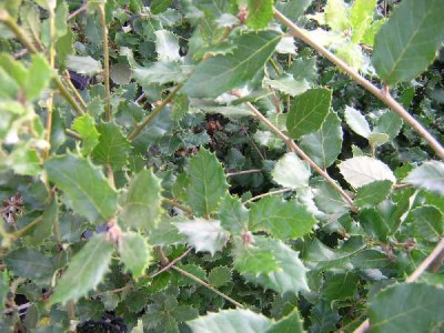QUERCUS ilex