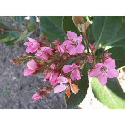 RHAPHIOLEPIS indica Springtime