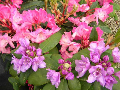 RHODODENDRON hybride