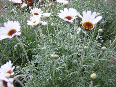 RHODANTEMUM hosmariense African eyes