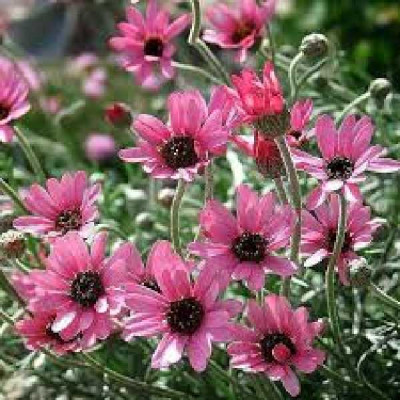 RHODANTEMUM hosmariense African rose