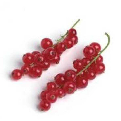 RIBES rubrum Rovada rouge