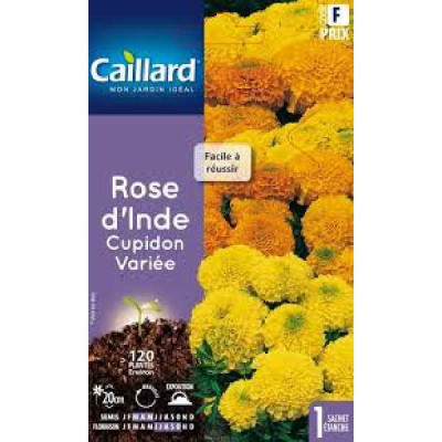 ROSE D'INDE CUPIDON VARIEE  F CAILLARD