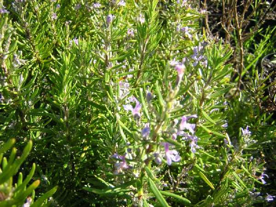 ROSMARINUS officinalis