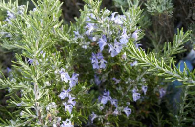 ROSMARINUS officinalis Pointe du raz