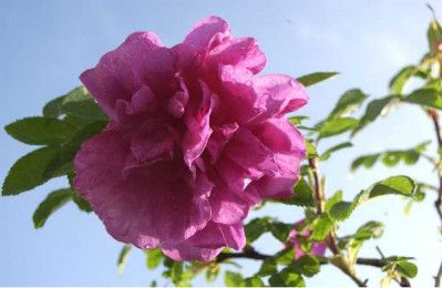 ROSA rugosa Hansa