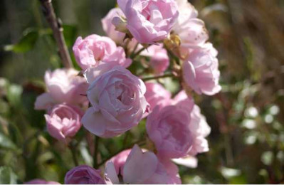ROSA  The fairy
