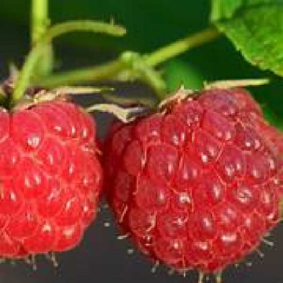 RUBUS idaeus Zeva