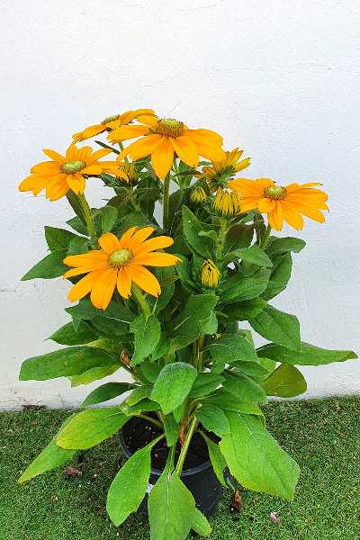 RUDBECKIA