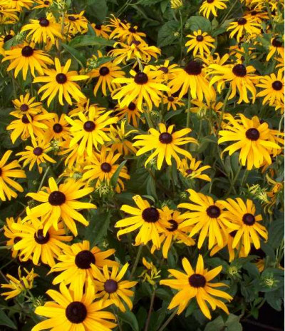 RUDBECKIA fulgida Goldsturm