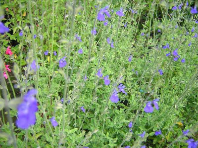 SALVIA chamaedryoides Bleue