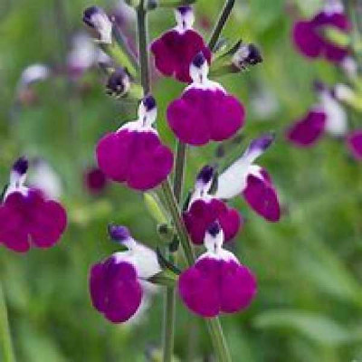 SALVIA greggii Amethyst lips
