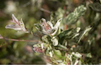 SALIX integra Hakuro nishiki