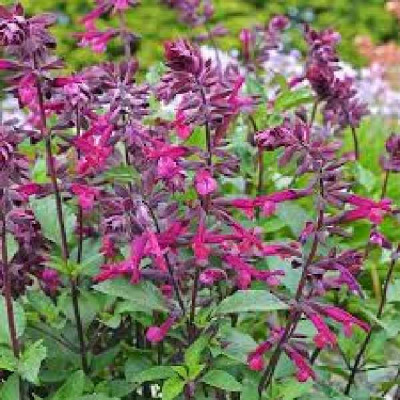 SALVIA  Love and wishes pourpre