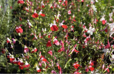 SALVIA microphylla Hot lips