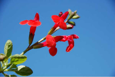 SALVIA microphylla Royal bumble