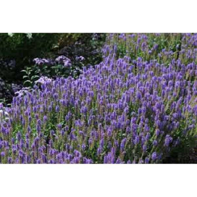 SALVIA nemorosa Blauhügel