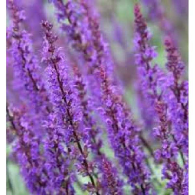 SALVIA nemorosa Violet queen