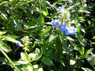 SALVIA uliginosa