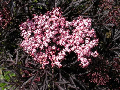 SAMBUCUS nigra Black lace eva