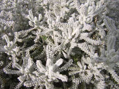 SANTOLINA chamaecyparissus Gris