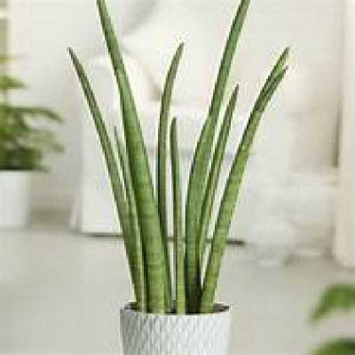SANSEVERIA cylindrica Rocket