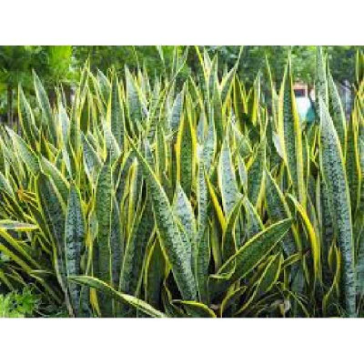 SANSEVERIA trifasciata Laurentii