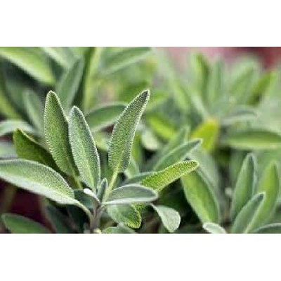 SAUGE officinale