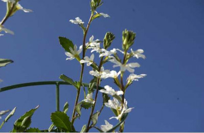 SCAEVOLA  Blanc