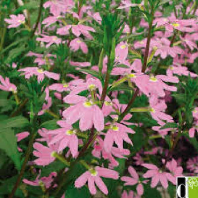SCAEVOLA  Rose