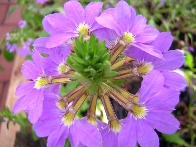 SCAEVOLA