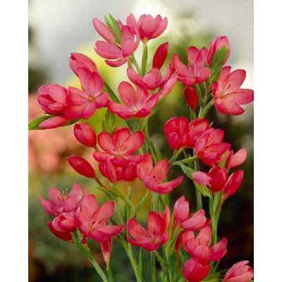 SCHIZOSTYLIS  Coccinea