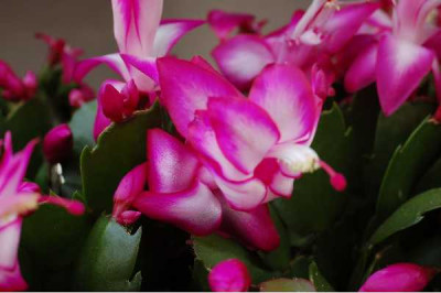 SCHLUMBERGERA EPIPHYLLUM