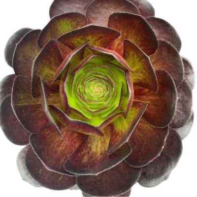 SEMPONIUM surreal Vortex