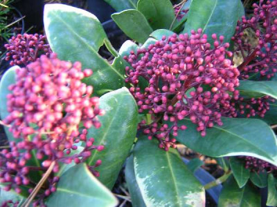 SKIMMIA japonica Rubella