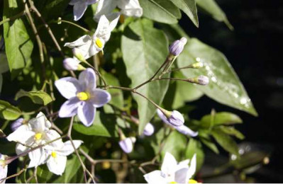 SOLANUM jasminoides