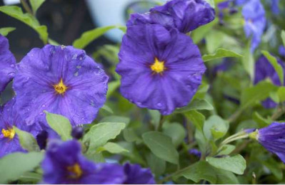 SOLANUM rantonetii
