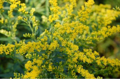 SOLIDAGO canadensis